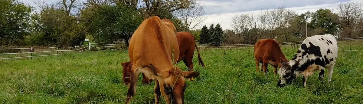 Brown and black-and-white cattle grazing in a green pasture lined with trees
