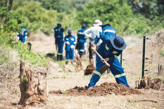 Workers in blue overalls dig post holes along a new fence line through cleared bush