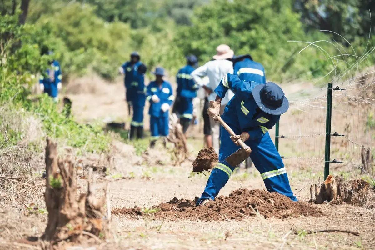Workers in blue overalls dig post holes along a new fence line through cleared bush