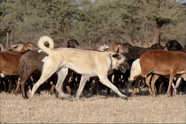A livestock guardian dog walks with a herd of goats through dry bush