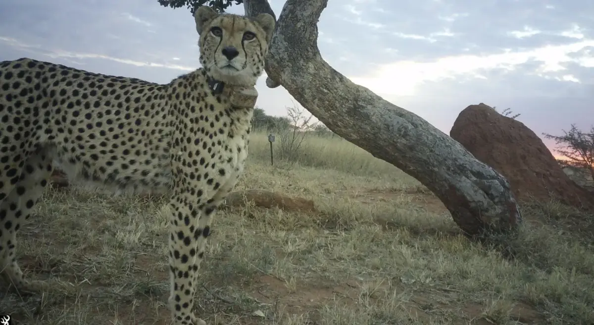 A collared cheetah photographed by a camera trap beside a leaning tree