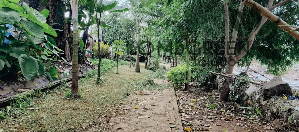 A shaded path between trees and bamboo on the restored Korogocho riverbank